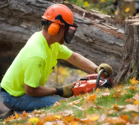 tree services Central Square